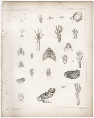 (Kangaroo Rat, Jumping Mouse, etc.)